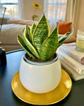Sansevieria Hahnii Ocean Star