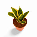 Sansevieria Hahnii Ocean Star