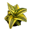 Sansevieria Hahnii Radiant