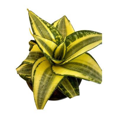 Sansevieria Hahnii Radiant
