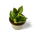 Sansevieria Hahnii Misty