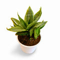 Sansevieria Hahnii Silver Frost