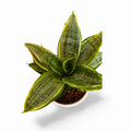 Sansevieria Hahnii Silver Frost