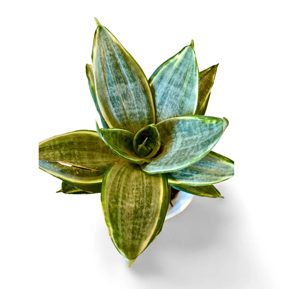 Sansevieria Hahnii Silver Frost