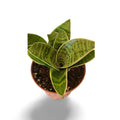 Sansevieria Hahnii Silver
