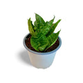 Sansevieria Hahnii Green