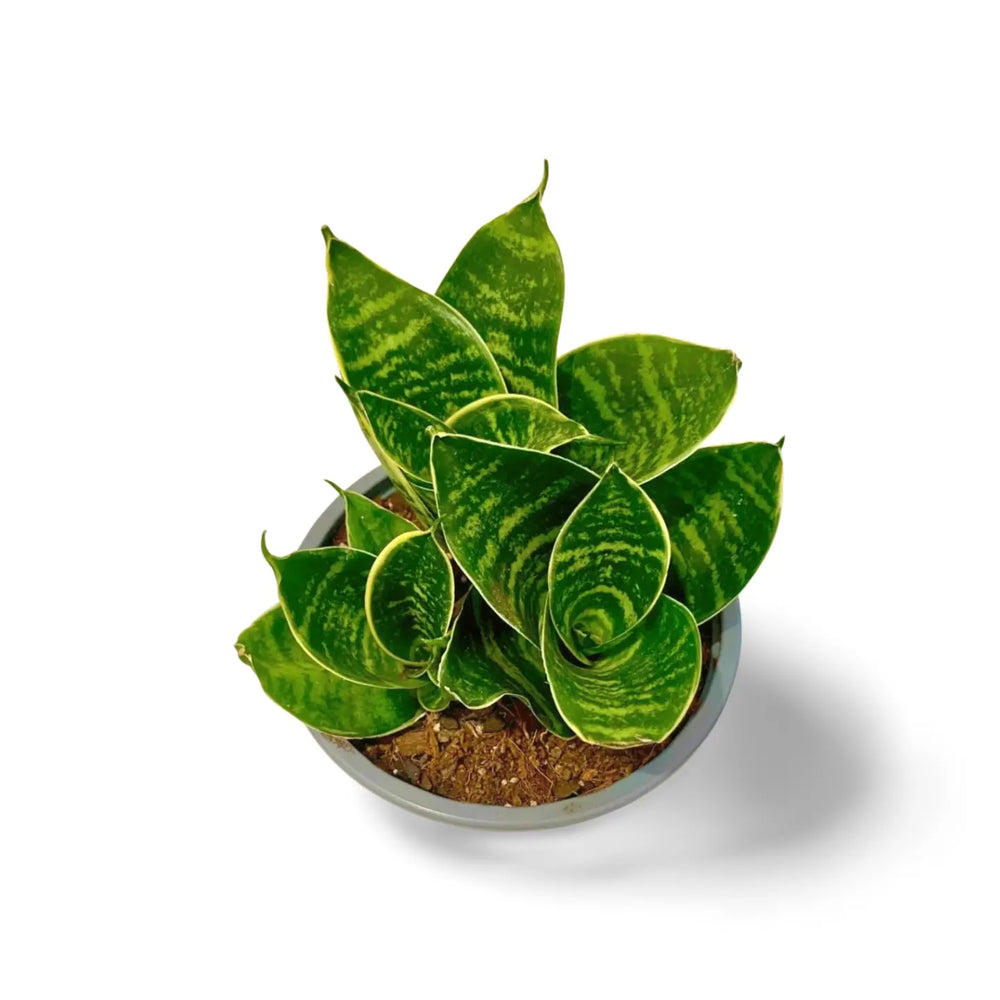 Sansevieria Hahnii Misty