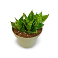 Sansevieria Hahnii Green