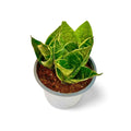 Sansevieria Hahnii Misty