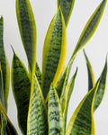 Sansevieria Laurentii