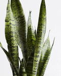 Sansevieria Zeylanica