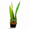 Sansevieria Jaboa