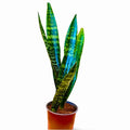 Sansevieria Jaboa