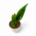 Sansevieria Jade Robusta