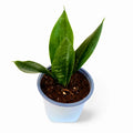 Sansevieria Jade Robusta