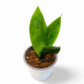 Sansevieria Jade Robusta