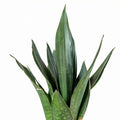 Sansevieria Jade Robusta