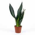 Sansevieria Jade Robusta