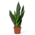 Sansevieria Jade Robusta