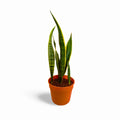 Sansevieria Laurentii
