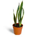 Sansevieria Laurentii