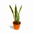 Sansevieria Laurentii