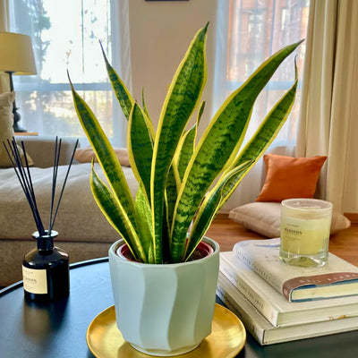 Sansevieria Laurentii