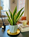 Sansevieria Laurentii