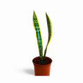Sansevieria Laurentii