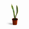 Sansevieria Laurentii