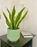 Sansevieria Laurentii