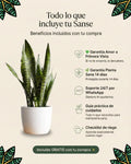 Sansevieria Zeylanica