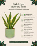 Sansevieria Laurentii