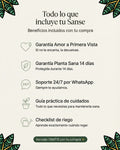 Lo que incluye tu Sansevieria Jade Robusta