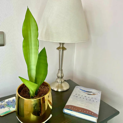 Sansevieria Moonshine