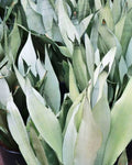 Sansevieria Moonshine