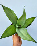 Sansevieria Moonshine
