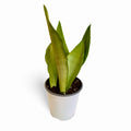 Sansevieria Moonshine