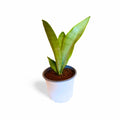 Sansevieria Moonshine