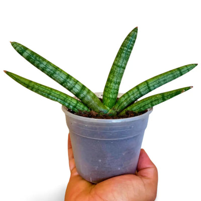 Sansevieria Cilíndrica Boncel