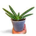 Sansevieria Cilíndrica Boncel