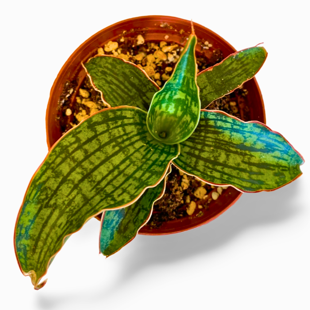 Sansevieria Cleopatra
