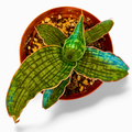 Sansevieria Cleopatra
