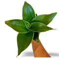 Sansevieria Hahnii Emerald