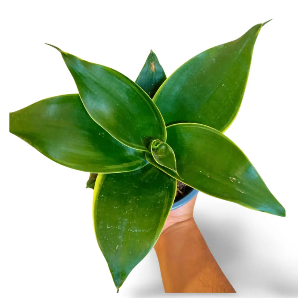 Sansevieria Hahnii Emerald