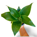 Sansevieria Hahnii Emerald