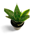 Sansevieria Hahnii Ocean Star