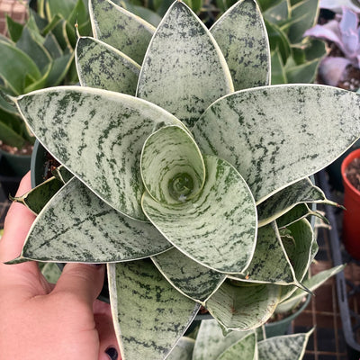 Sansevieria Hahnii Silver