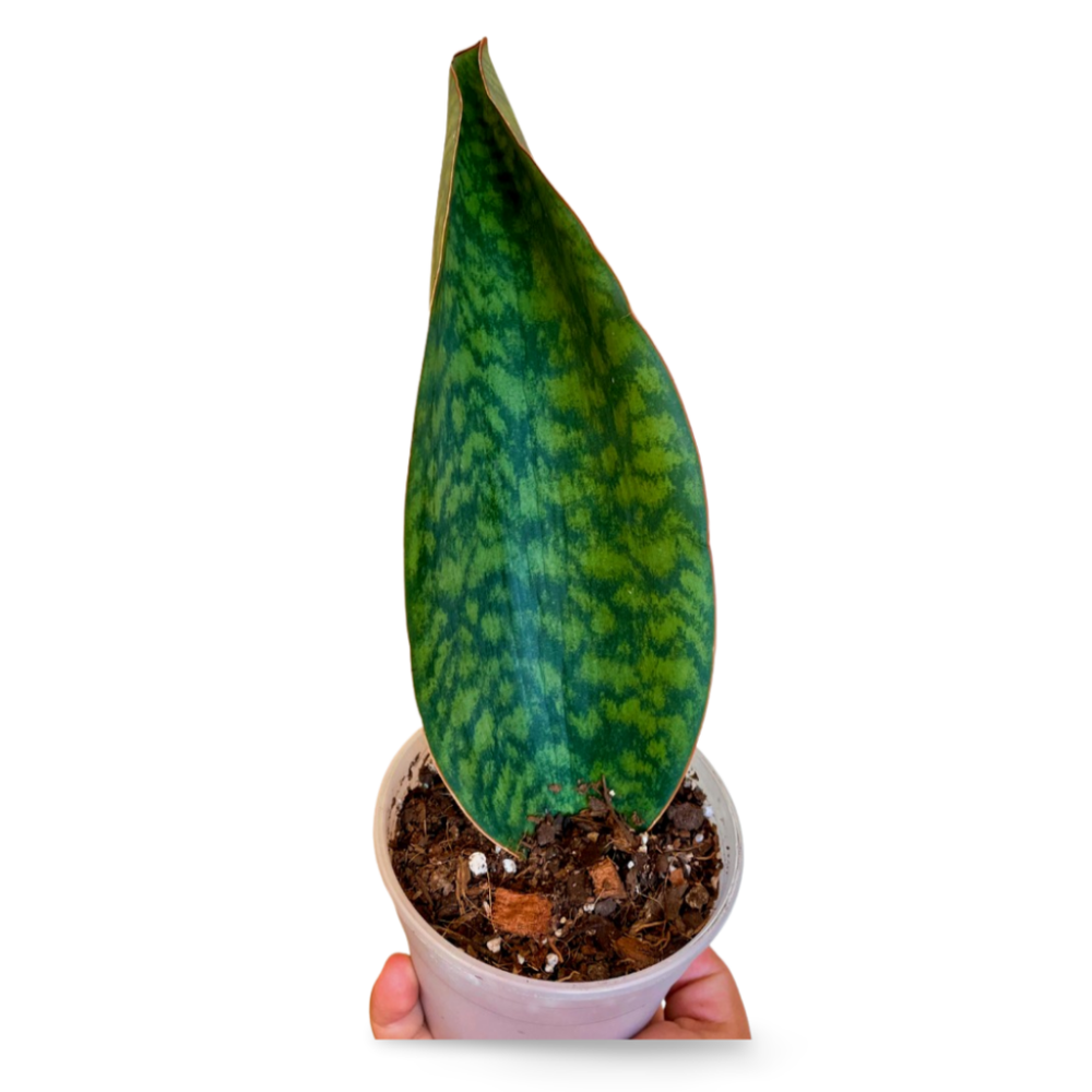 Sansevieria Masoniana (Aleta de Ballena)