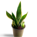 Sansevieria Superba